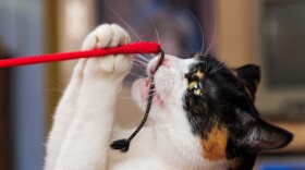 A cat bats at a toy with both paws.