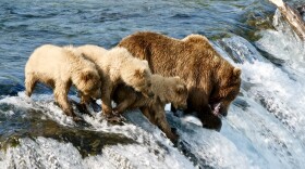 Bear 402 was "the mother of at least eight litters, more than any other bear currently at Brooks River," according to the National Park Service. The bear, seen here fishing with her yearlings in 2019, was killed in a fight with another bear on Monday.