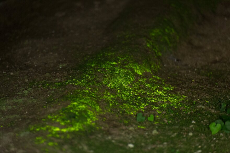 A patch of Luminous Moss, otherwise known as "Goblin's Gold"