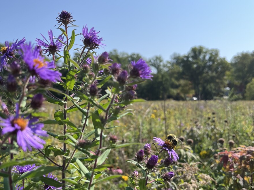 A bee on a purple aster against a blue sky.,