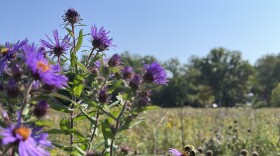 A bee on a purple aster against a blue sky.,