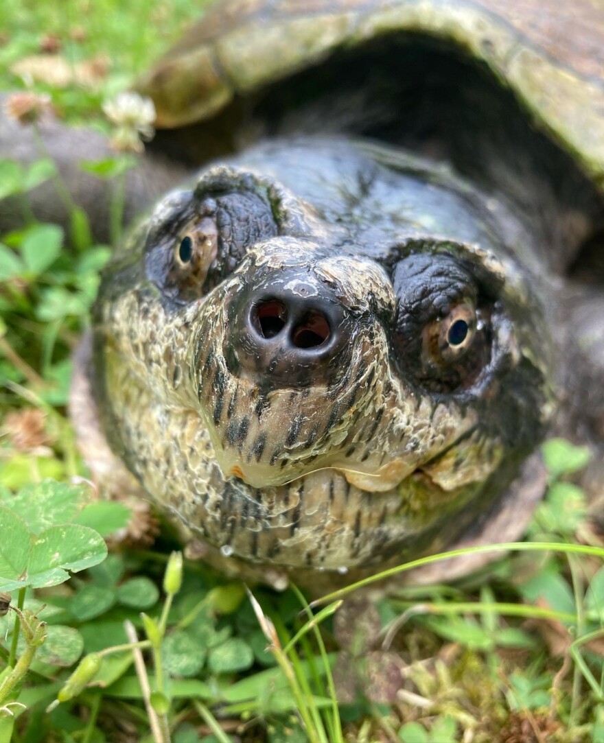 Fire Chief, a snapping turtle seen up close.