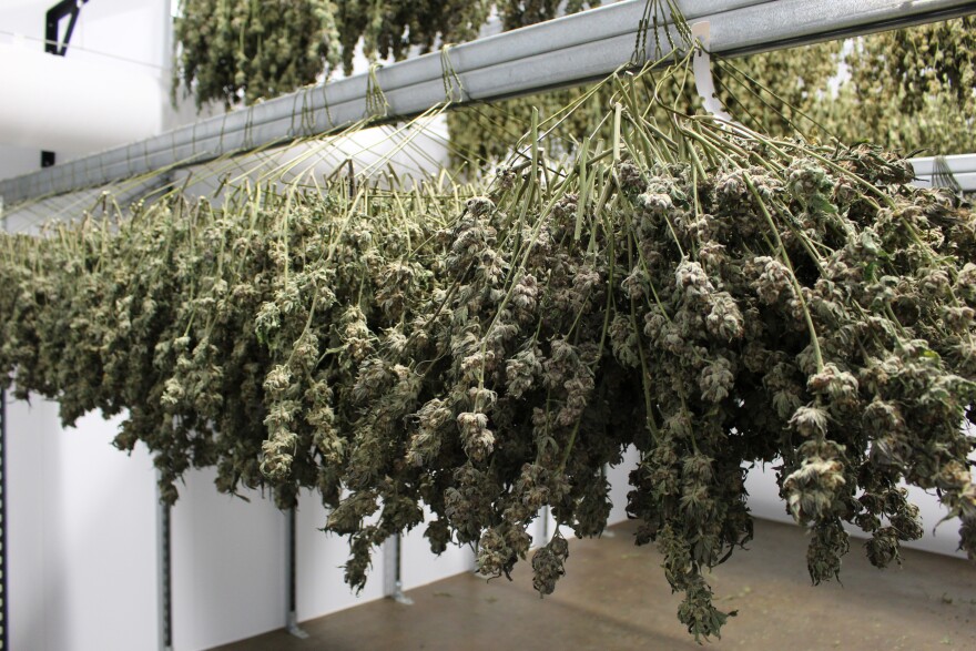 Cannabis hangs in the dryroom at Satori.