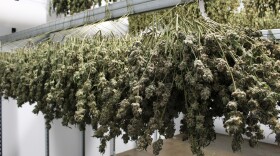 Cannabis hangs in the dryroom at Satori.