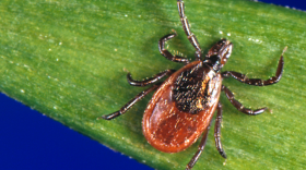 photo of a black-legged tick