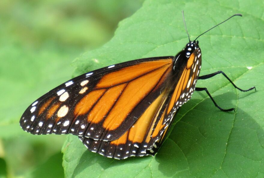 Petals in the Pines is hosting the 12th annual NH Monarch Festival Aug. 24-25 and Sept. 7-8.