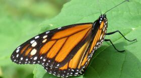 Petals in the Pines is hosting the 12th annual NH Monarch Festival Aug. 24-25 and Sept. 7-8.