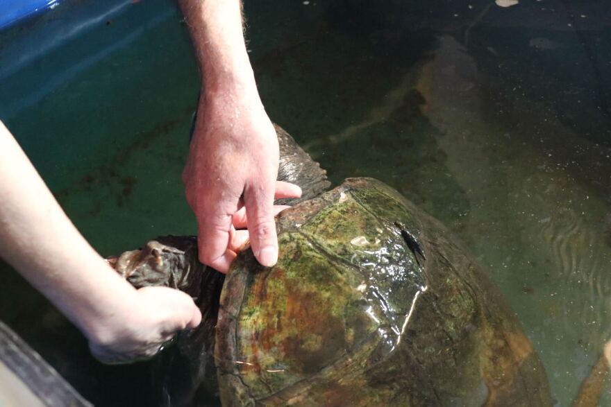 Two hands touch a large snapping turtle floating in water