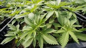 Marijuana plants for the adult recreational market are are seen in a greenhouse at Hepworth Farms in Milton, N.Y., July 15, 2022. New York has issued the first 36 cannabis dispensary licenses on Monday, Nov. 21, 2022 taking a monumental step in establishing a legal — and lucrative — marketplace for recreational marijuana. (AP Photo/Mary Altaffer)