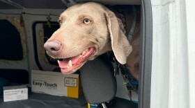 A gray Weimaraner sits in the passenger seat of a van with its face sticking out the open side door.  