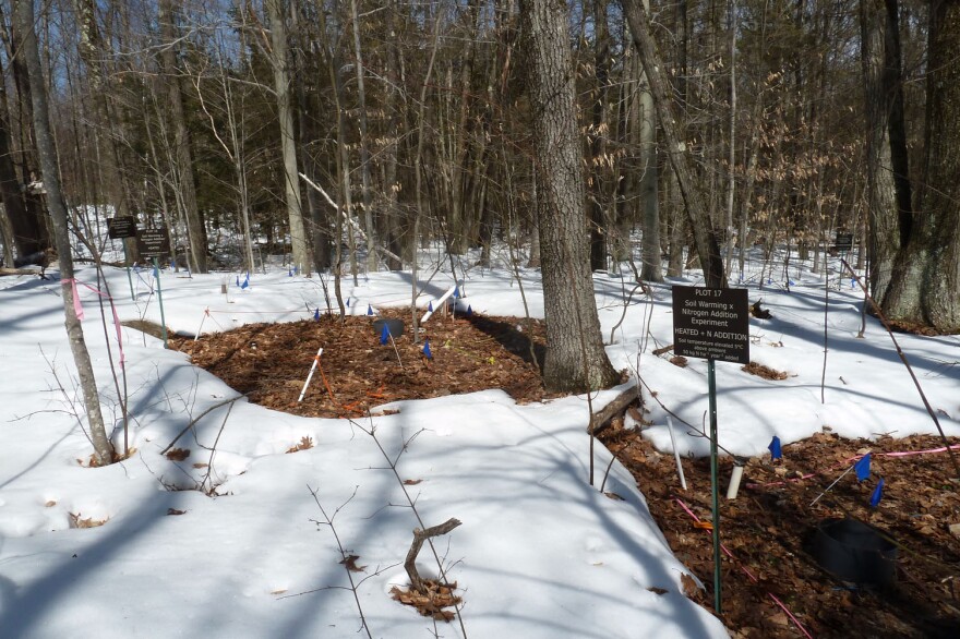 A research plot at the Harvard Forest Long-Term Ecological Research site