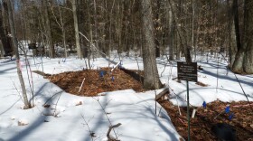 A research plot at the Harvard Forest Long-Term Ecological Research site