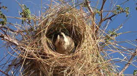 A white-browed sparrow weaver inspects a roost under construction, after just receiving some grass brought by another member of its group.