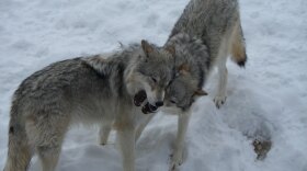 A pair of grey wolves play at mock combat at the bear and wolf discovery center in West Yellowstone