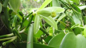 A vanilla orchid