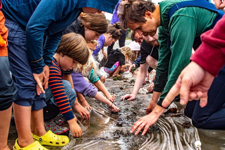 A group of participants sort through wet sand at the 2023 BioBlitz