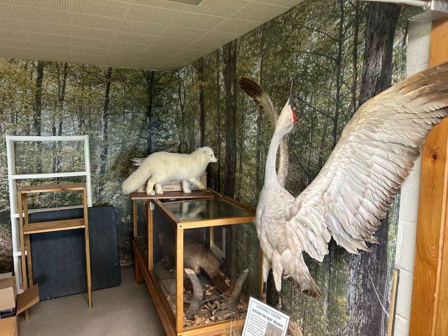 A sandbill crane with wings outstreched as part of a taxidermy collection