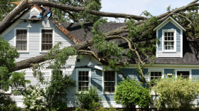 A large tree sits on Andrea and Tom Heitzman's home on Wednesday, July 17, 2024 in Lyme, N.H. A tornado tore through a section of Lyme along Whipple Hill Rd. on Tuesday night. (Valley News - Jennifer Hauck)