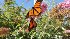 Two monarch butterflies drink from a pink flower that's growing on a green bush