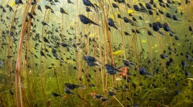 Winner, The Bigger Picture, Wetlands: The Swarm of Life by Shane Gross, Canada. Western toad (Anaxyrus boreas) tadpoles swim among lily pads in a lake on Vancouver Island, British Columbia.