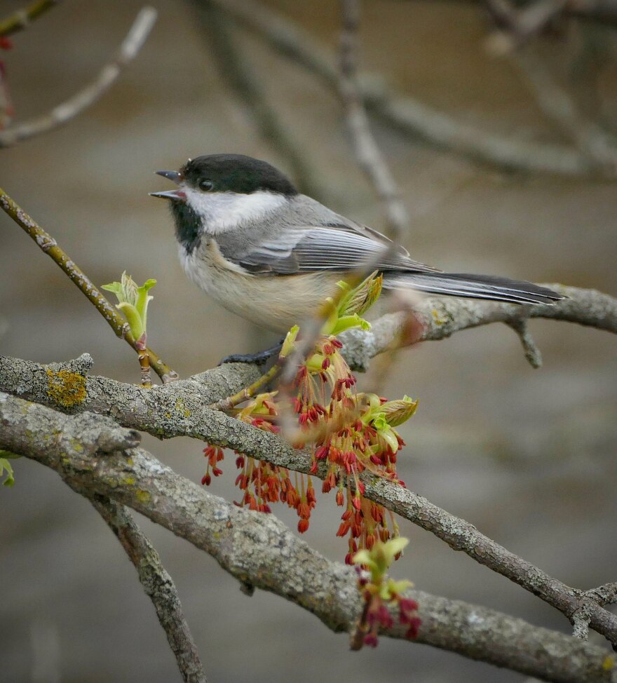 A black capped chickadee, beak open (perhaps singing) on a branch surrounded by tree flowers.