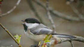 A black capped chickadee, beak open (perhaps singing) on a branch surrounded by tree flowers.