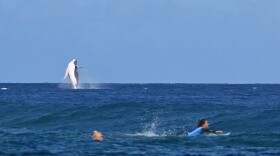 A whale breaches as Brazil's Tatiana Weston-Webb (left) and Costa Rica's Brisa Hennessy compete in the women's surfing semi-finals on Monday.