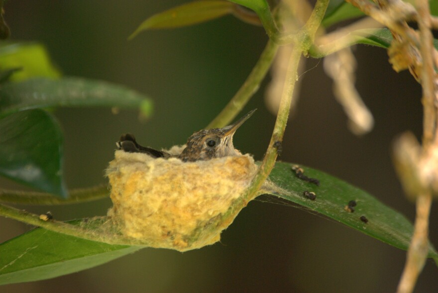 A baby hummingbird in a nest.