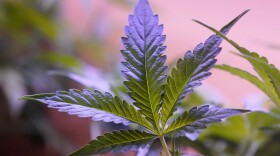 FILE - Marijuana plants are displayed at a shop in San Francisco, Monday, March 20, 2023. Daily and near-daily marijuana use is now more common than similar levels of high-frequency drinking in the U.S., according to an analysis of survey data over four decades, according to research published Wednesday, May 22, 2024, in the journal Addiction. (AP Photo/Jeff Chiu, File)ff